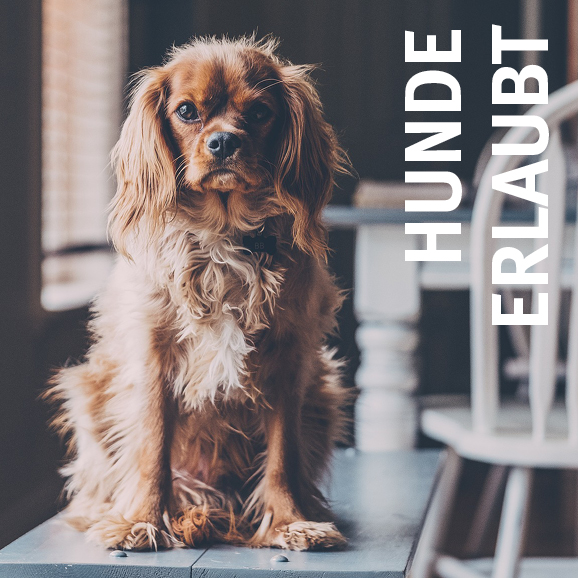 Hunde Erlaubt